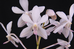 Vf. White Crane Diamond Orchids HCC 75 pts.